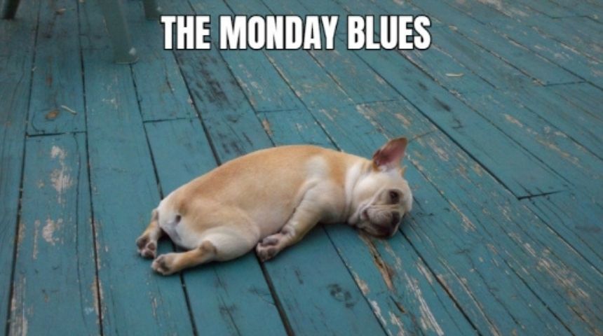 Funny dog Monday Blues meme