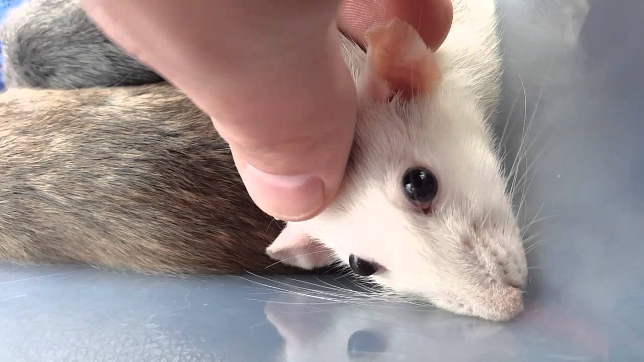 A hand holding the head of a white rat with his eyes bulging.
