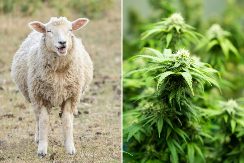 Hungry Sheep Binge On 600 Pounds Of Cannabis
