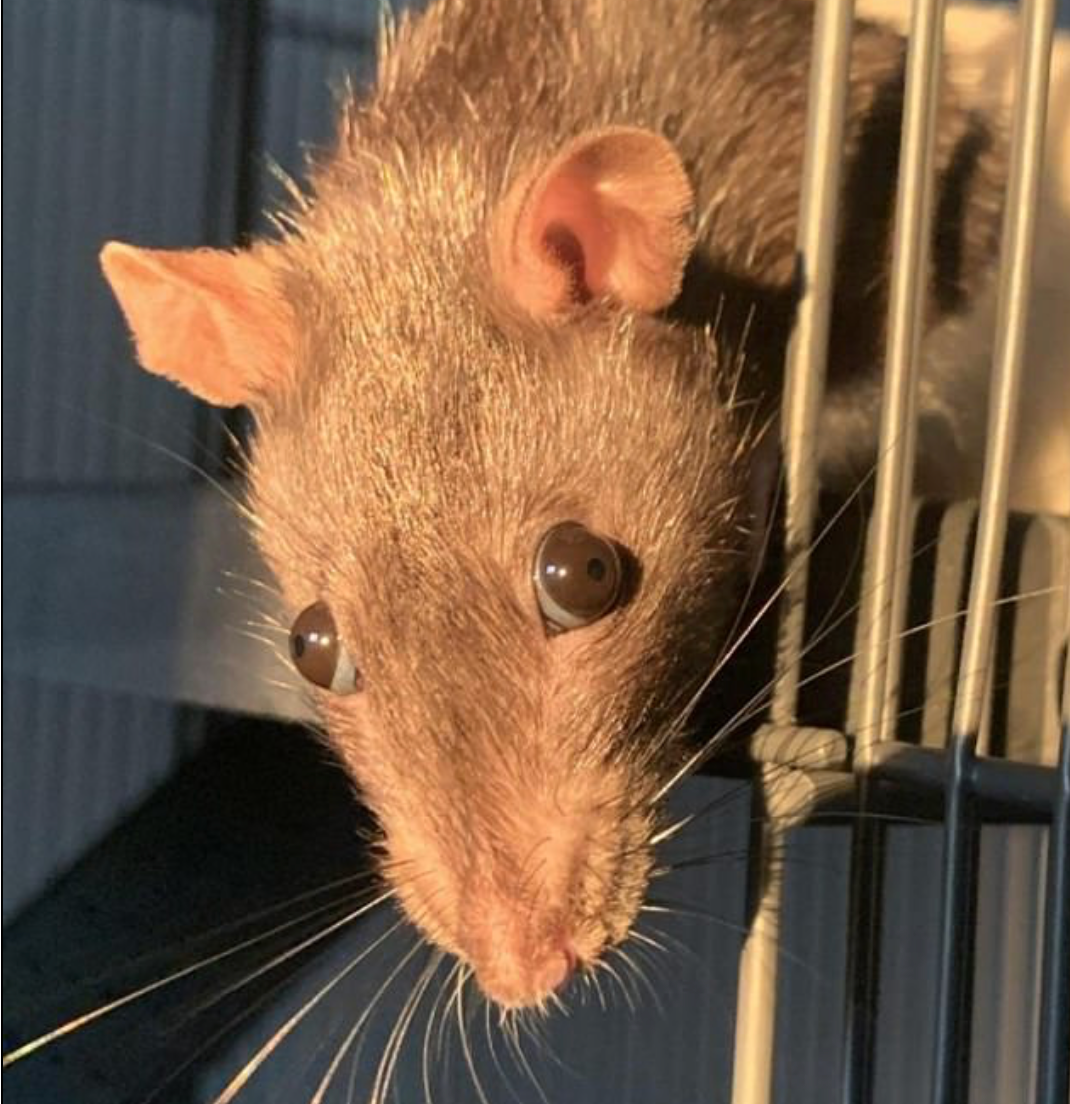 People Are Scared Of Close-up Photo Of Rat's Eye