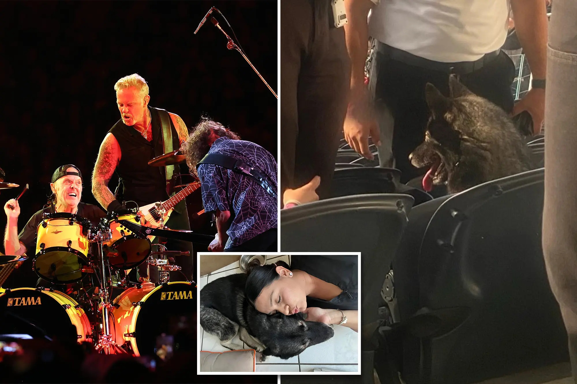 Dog Leaves Owner's Home And Is Spotted Sitting In Metallica Concert