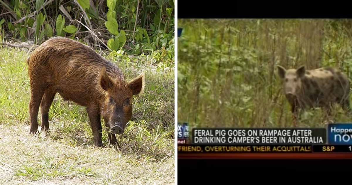 Beer-Snatching Pig Attempts Cow Brawl After Downing 18 Cans At Campsite