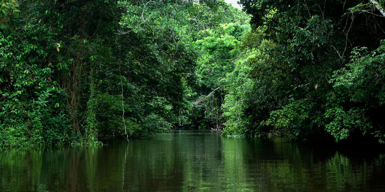 Brazilian Amazon forest
