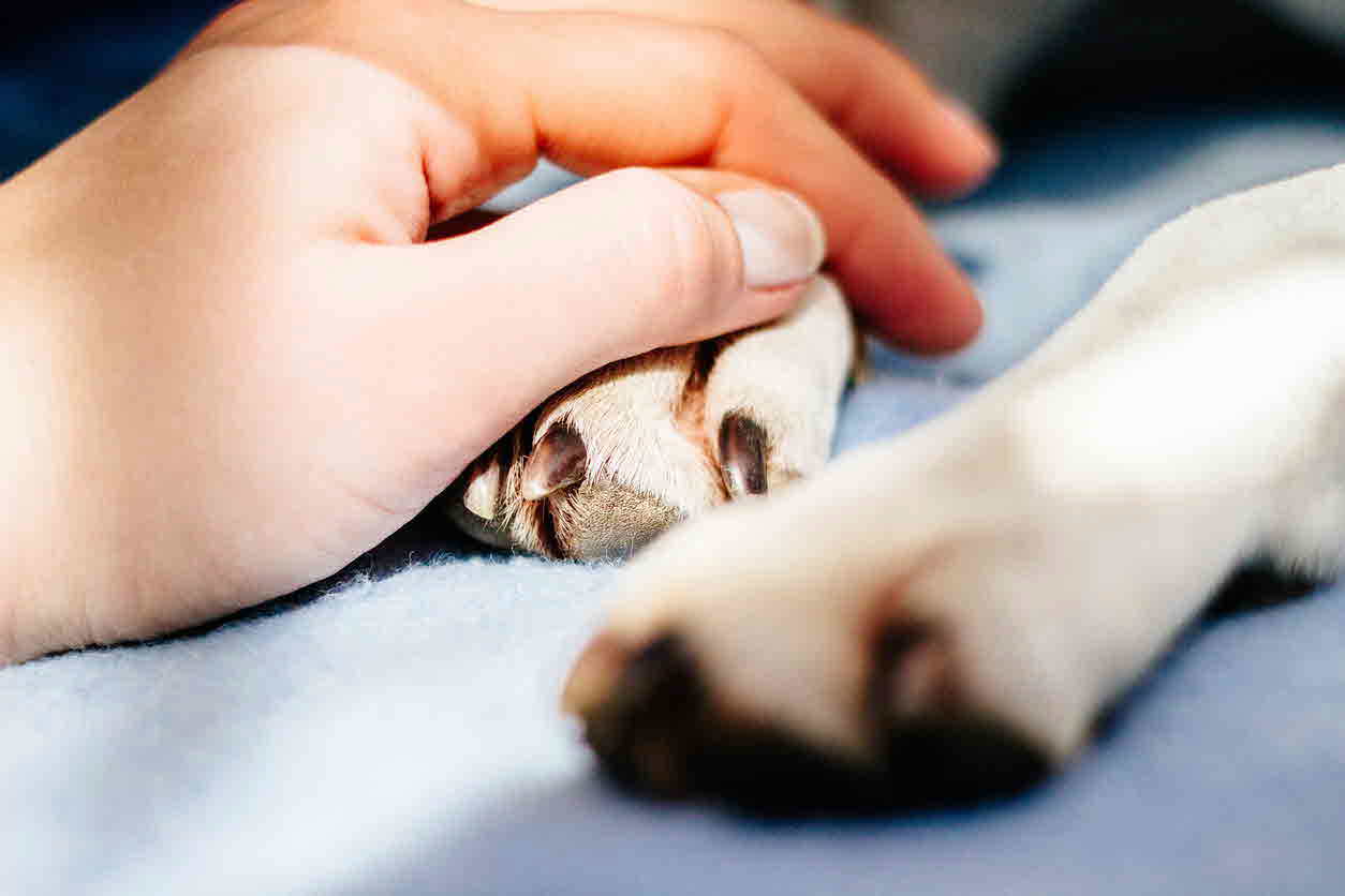 A pet owner's hand on a dog's paw.