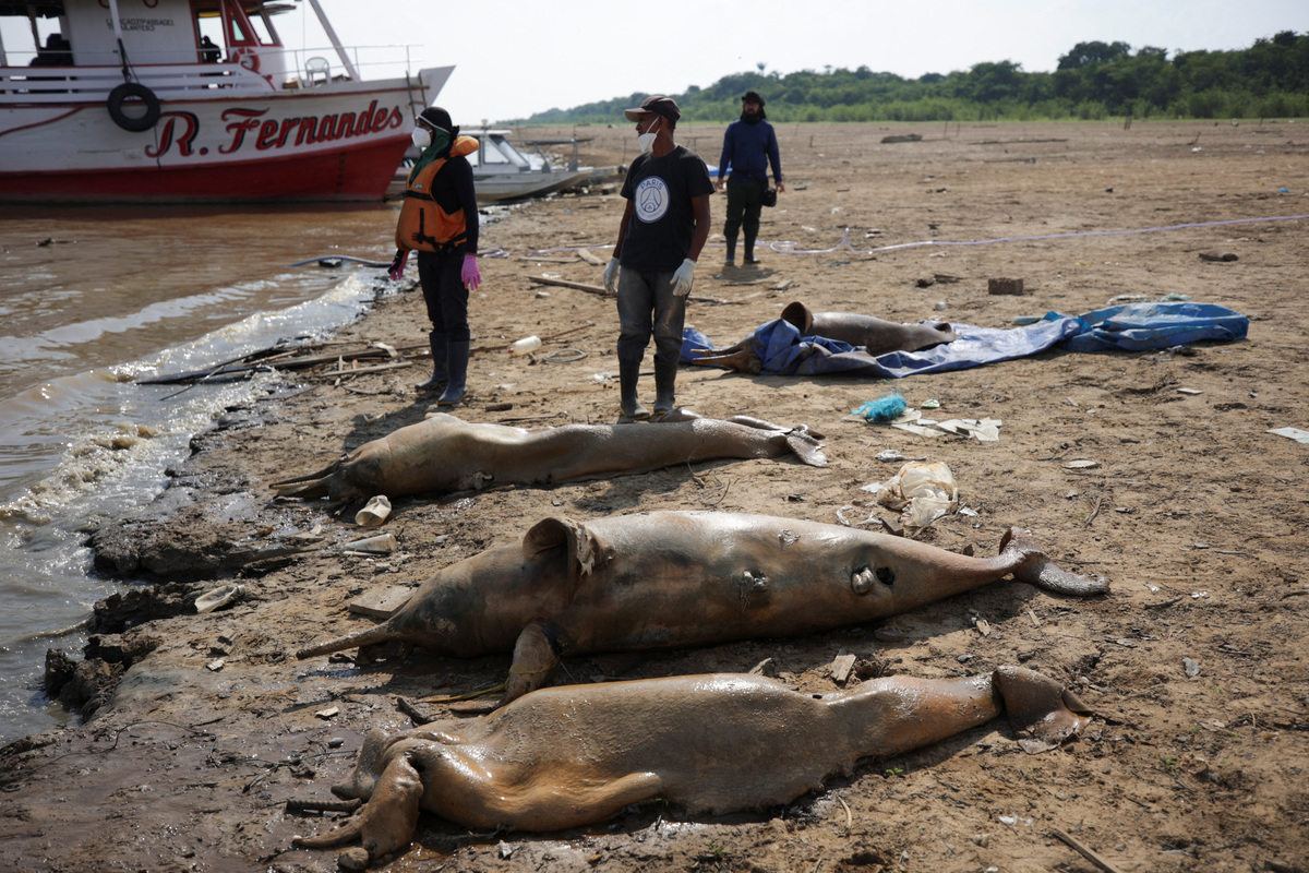 100+ Dolphins Dead In Amazon Drought As Waters Reach 102°F