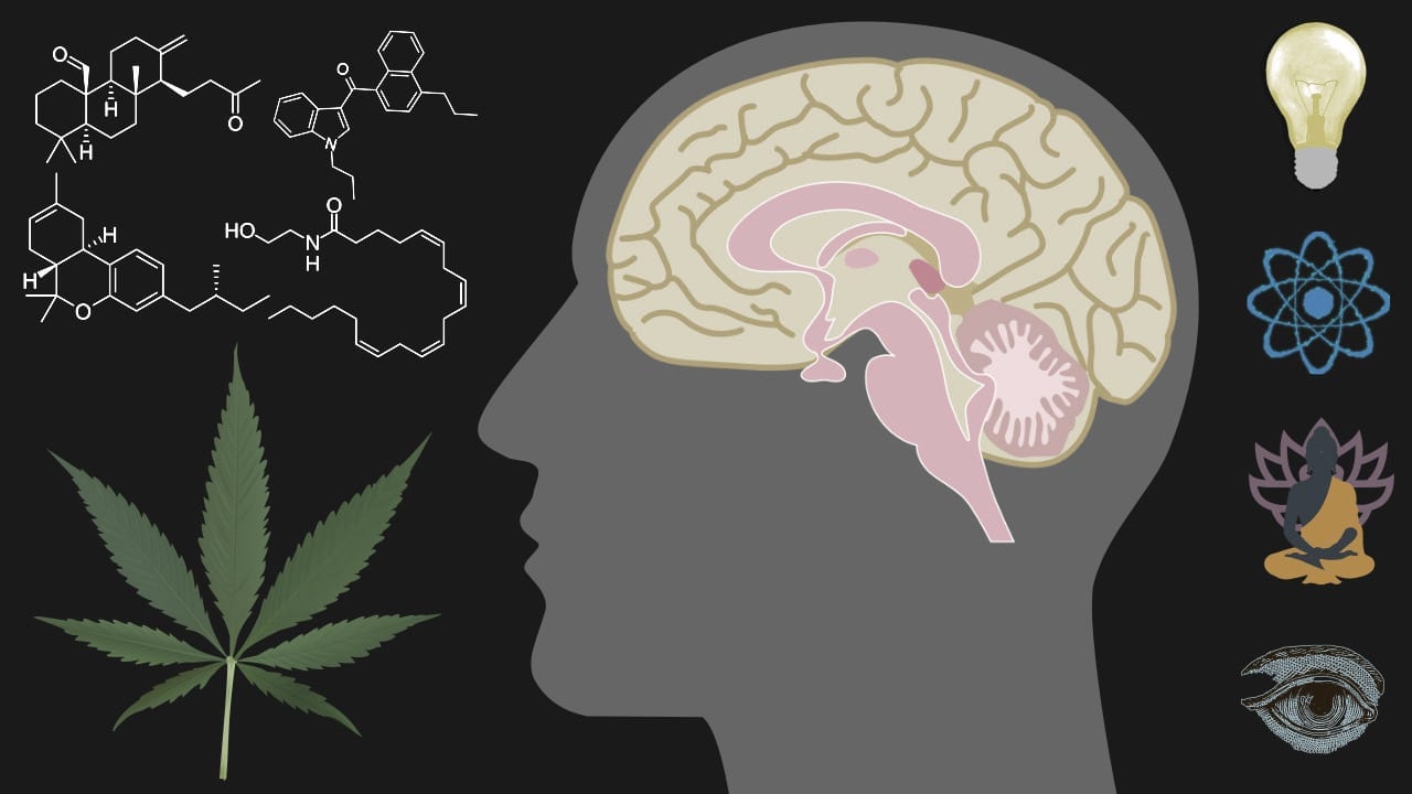 Human head with brain, hemp leaves and chemical formula