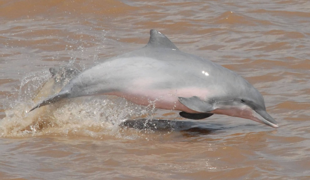 Tucuxi Dolphin