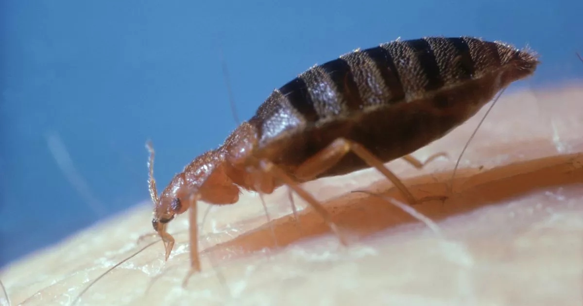Bed bug "Cimex Lectularius" on human skin