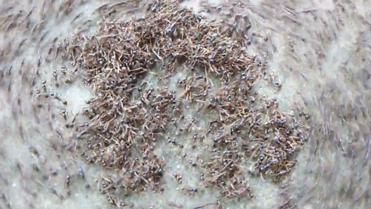 Brown Ant Death Spiral