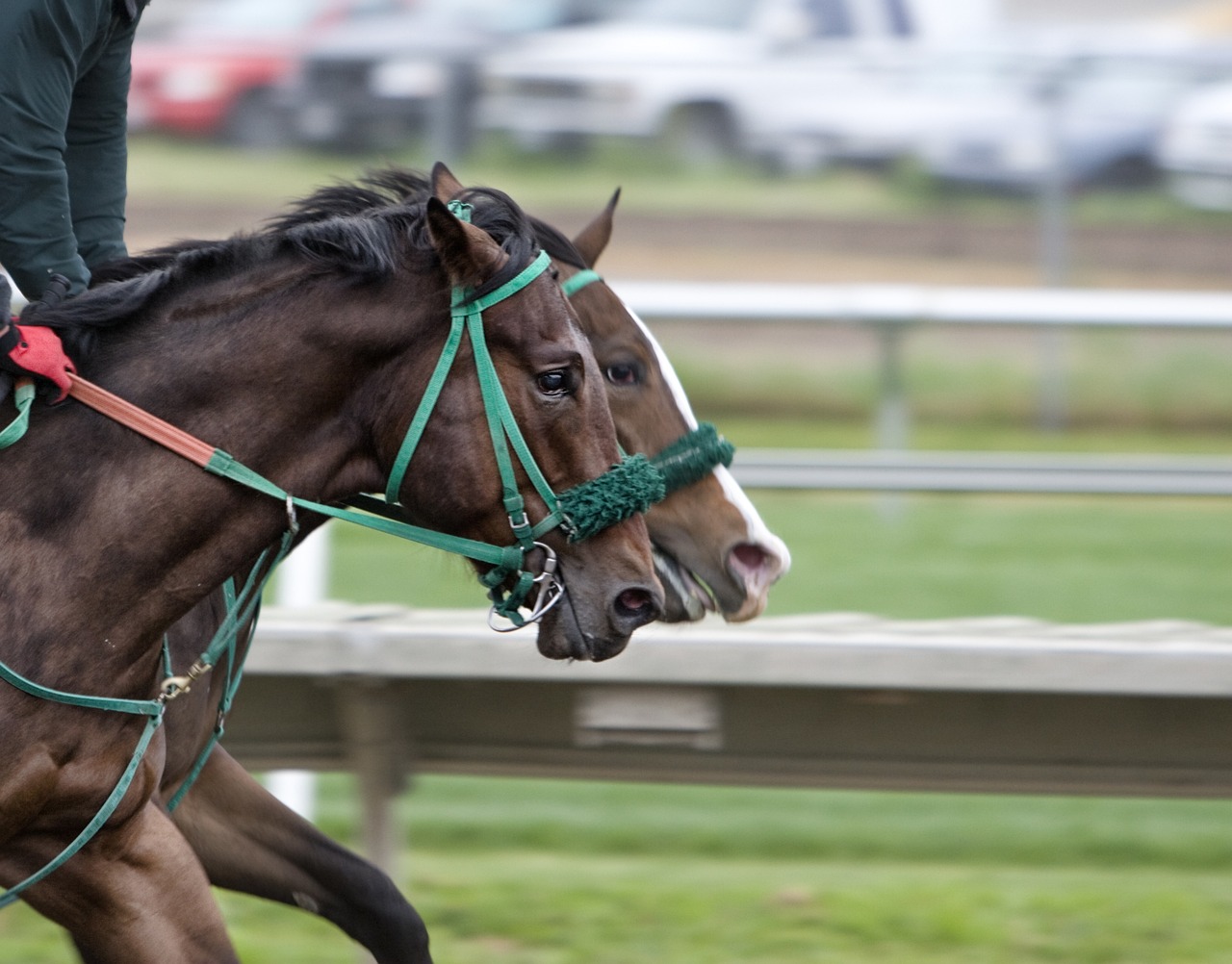 Heads of two horses running on racetrack.
