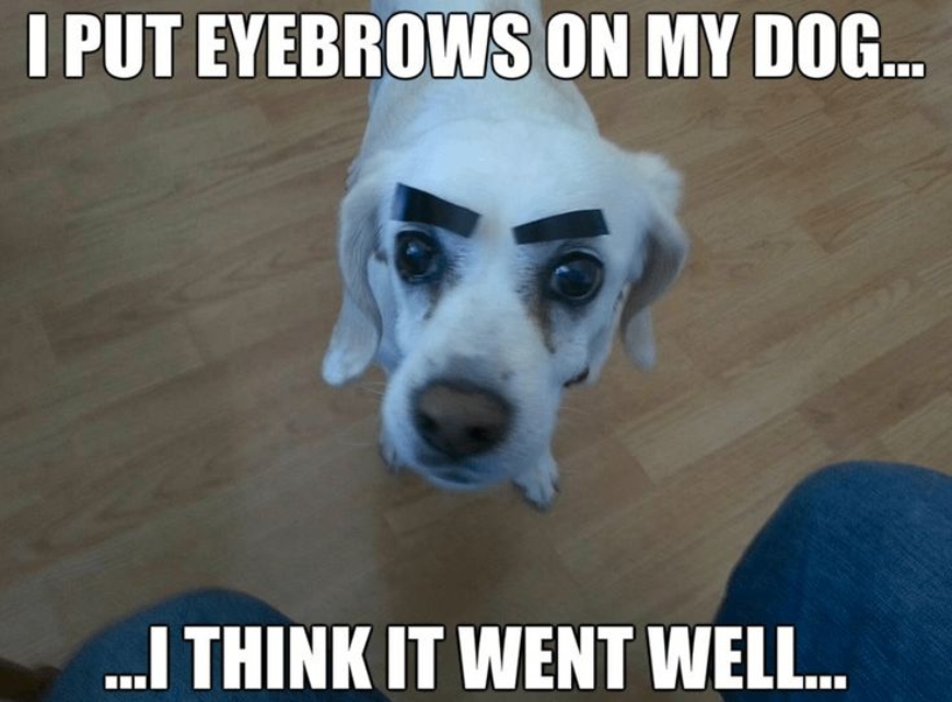 Dog with eyebrows meme