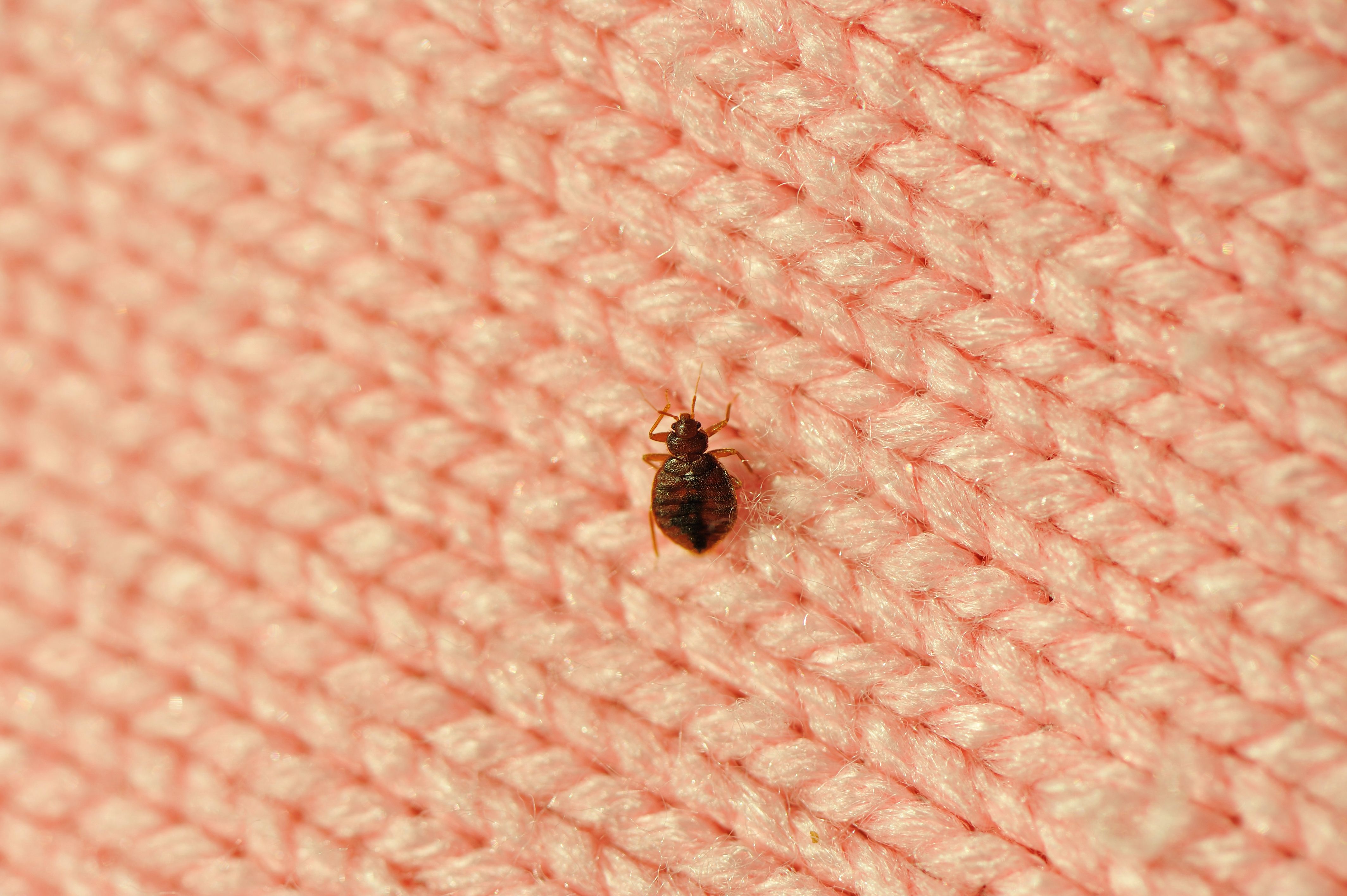 How Often You Should Wash Your Sheets To Prevent Bed Bugs As Infestation Now Hits The United Kingdom