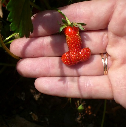 A strawberry in the shape of a penis