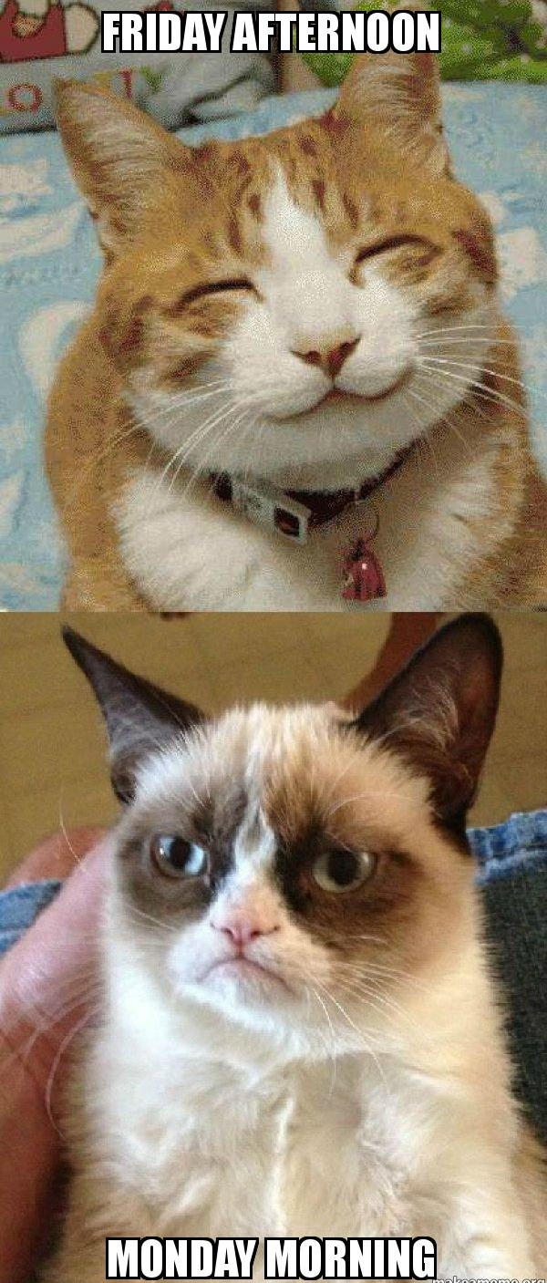 Funny cat Monday Morning vs. Friday Afternoon meme