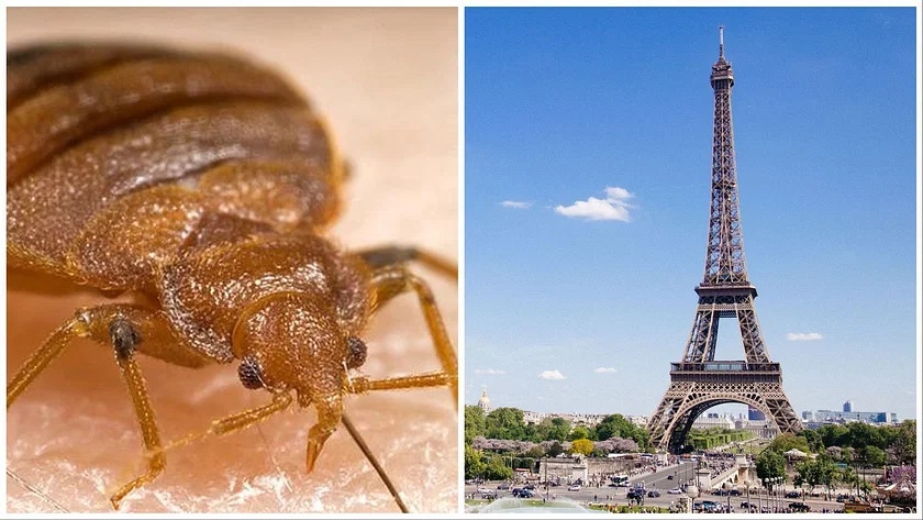 France Promises Action Amid Paris Bedbug Epidemic, Government Urges Calm