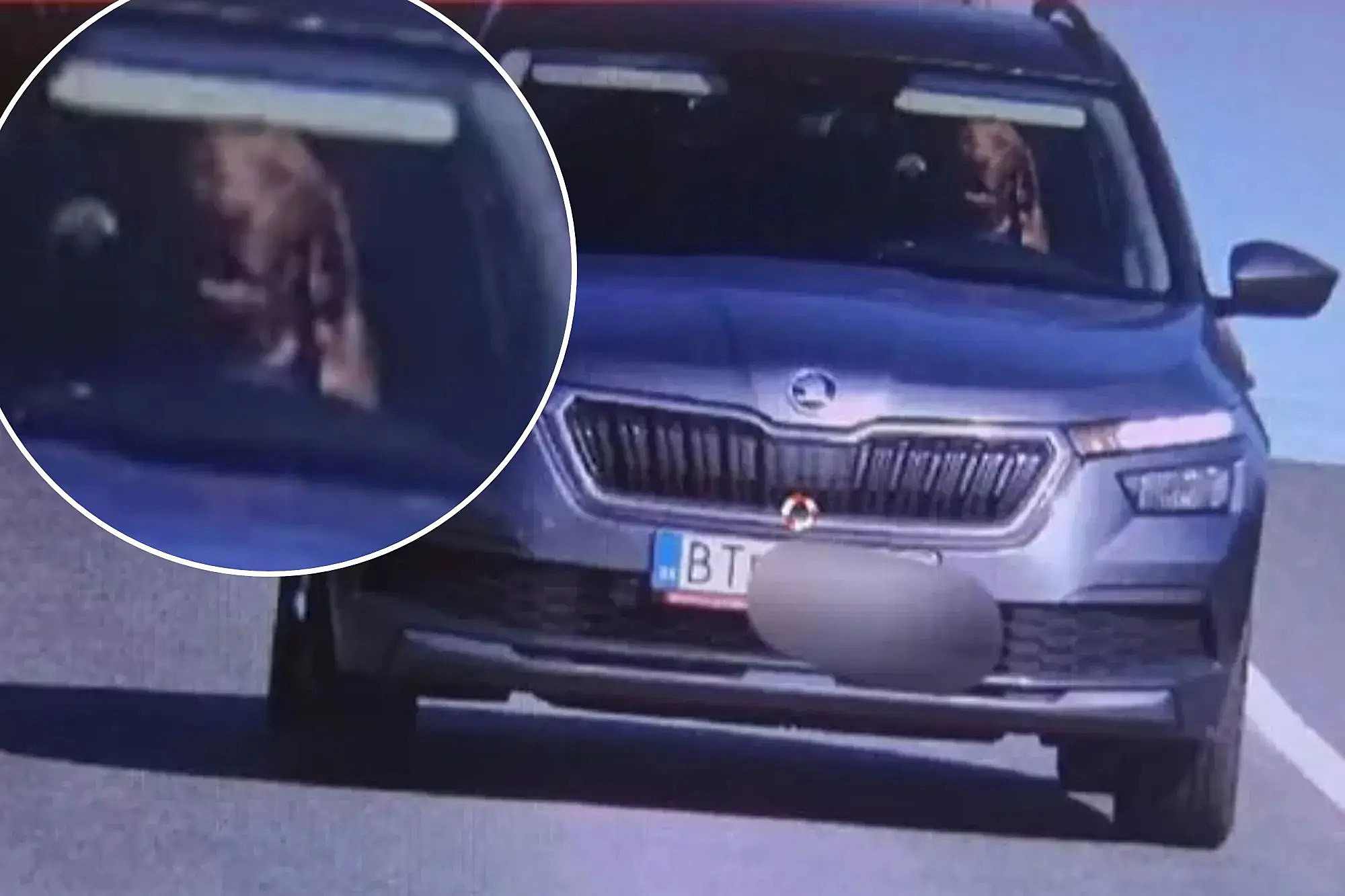 Driver Faces Fine As Speed Camera Captures Dog Behind The Wheel