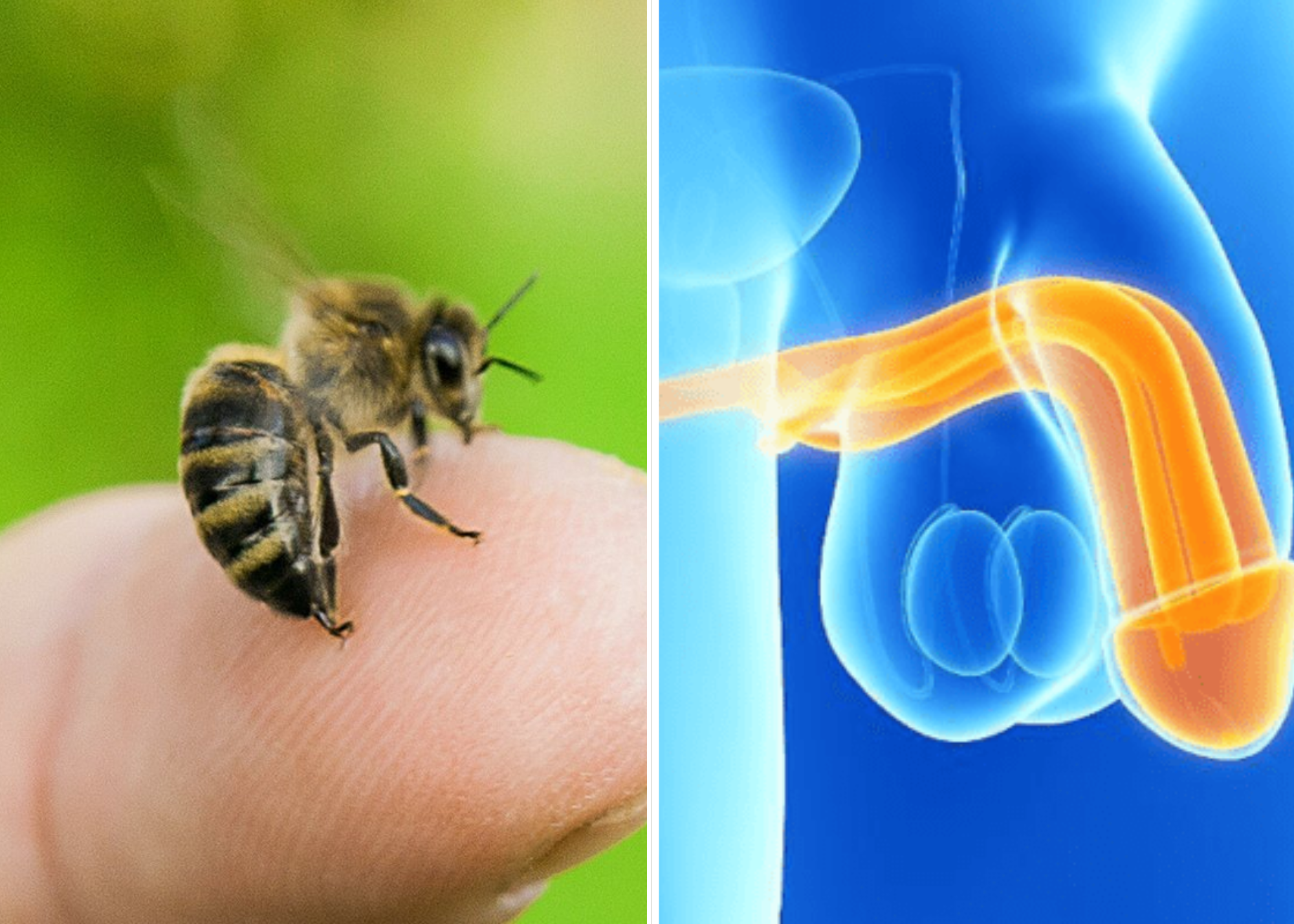 Bee Sting To The Penis Can Permanently Enlarge It - What Does The Research Say?