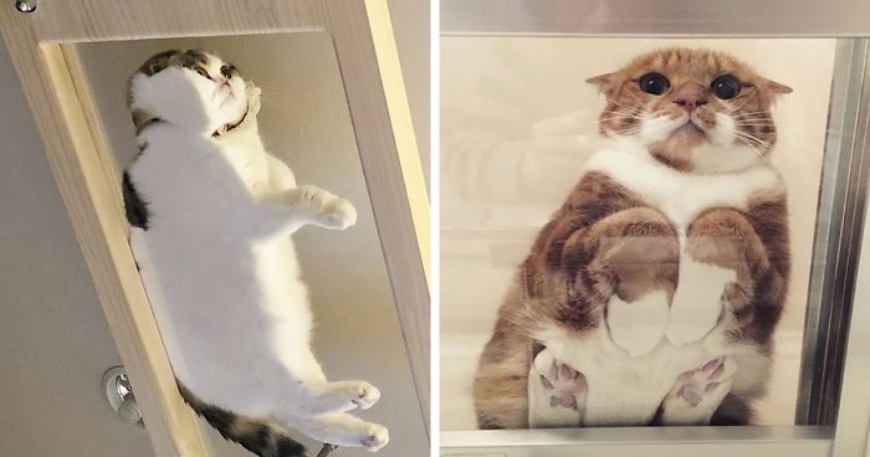 Two examples of Cats On Glass Tables meme