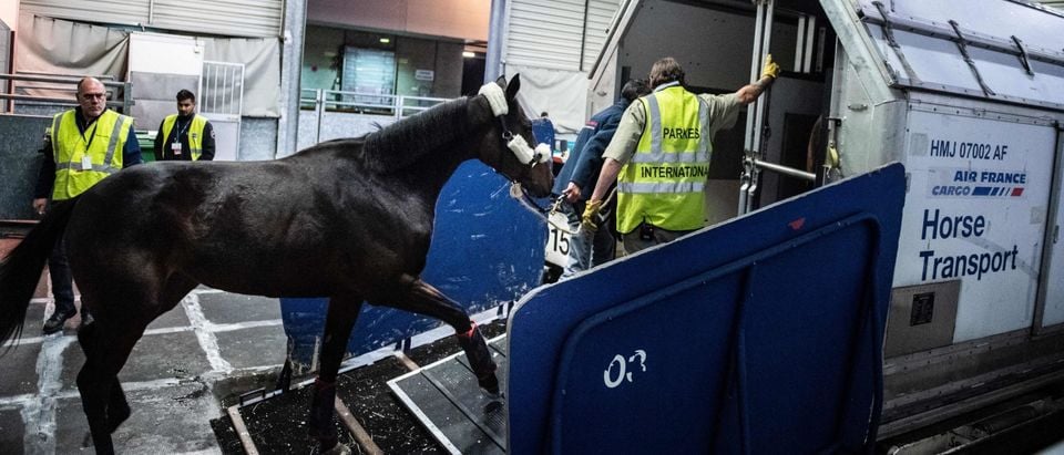 Flight Returns To JFK Due To Loose Horse Onboard