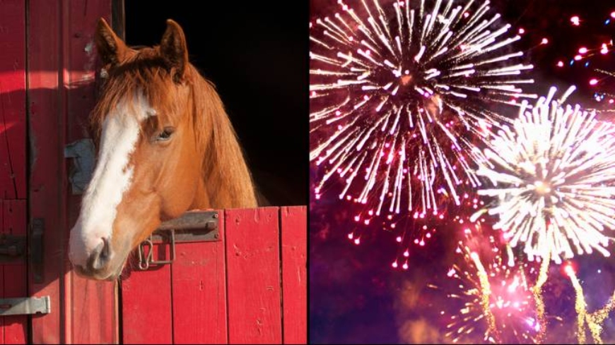 A horse; fireworks