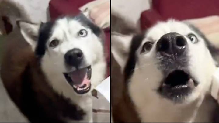 Dog Copies Owner's Italian Accent, Shows Pets Echo Human Accents