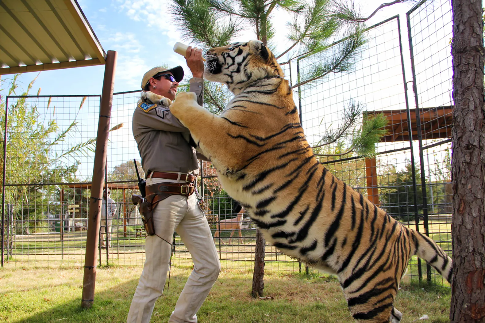 Tiger playing with the tiger king