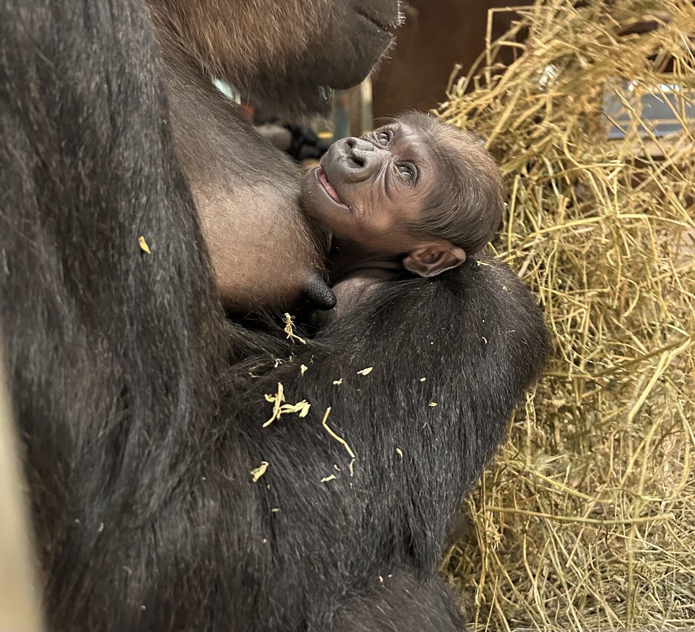 Baby gorilla looking up to mother gorilla.