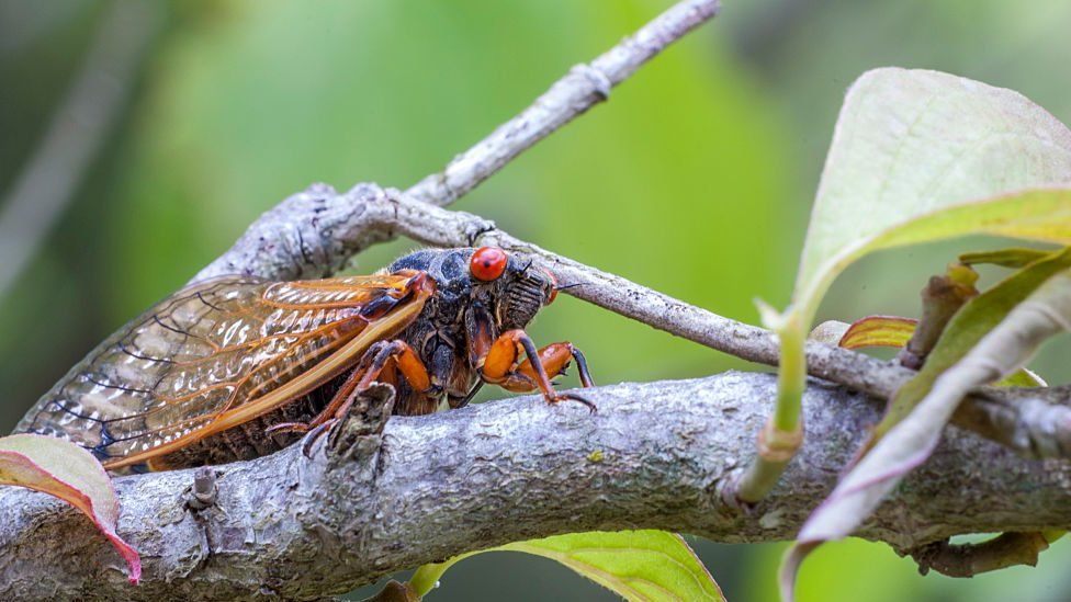 Cicada on tree branch